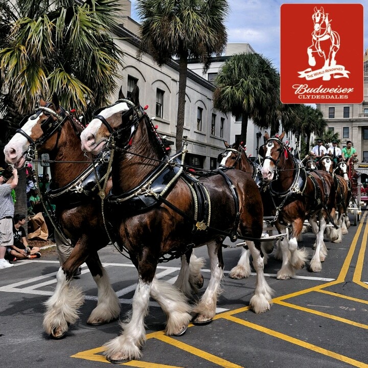 Budweiser Clydesdales on The Hot Collector Budweiser Clydesdales on The Hot Collector
